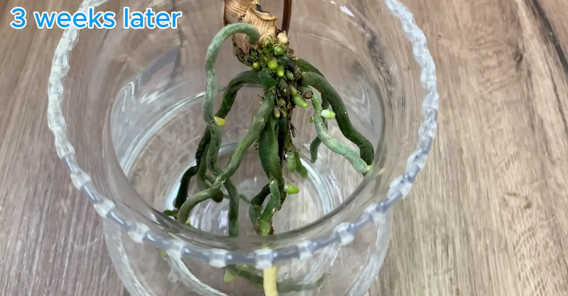 Why This Soil Alternative Boosts Orchid Roots and Blooms Fast? screenshot 11