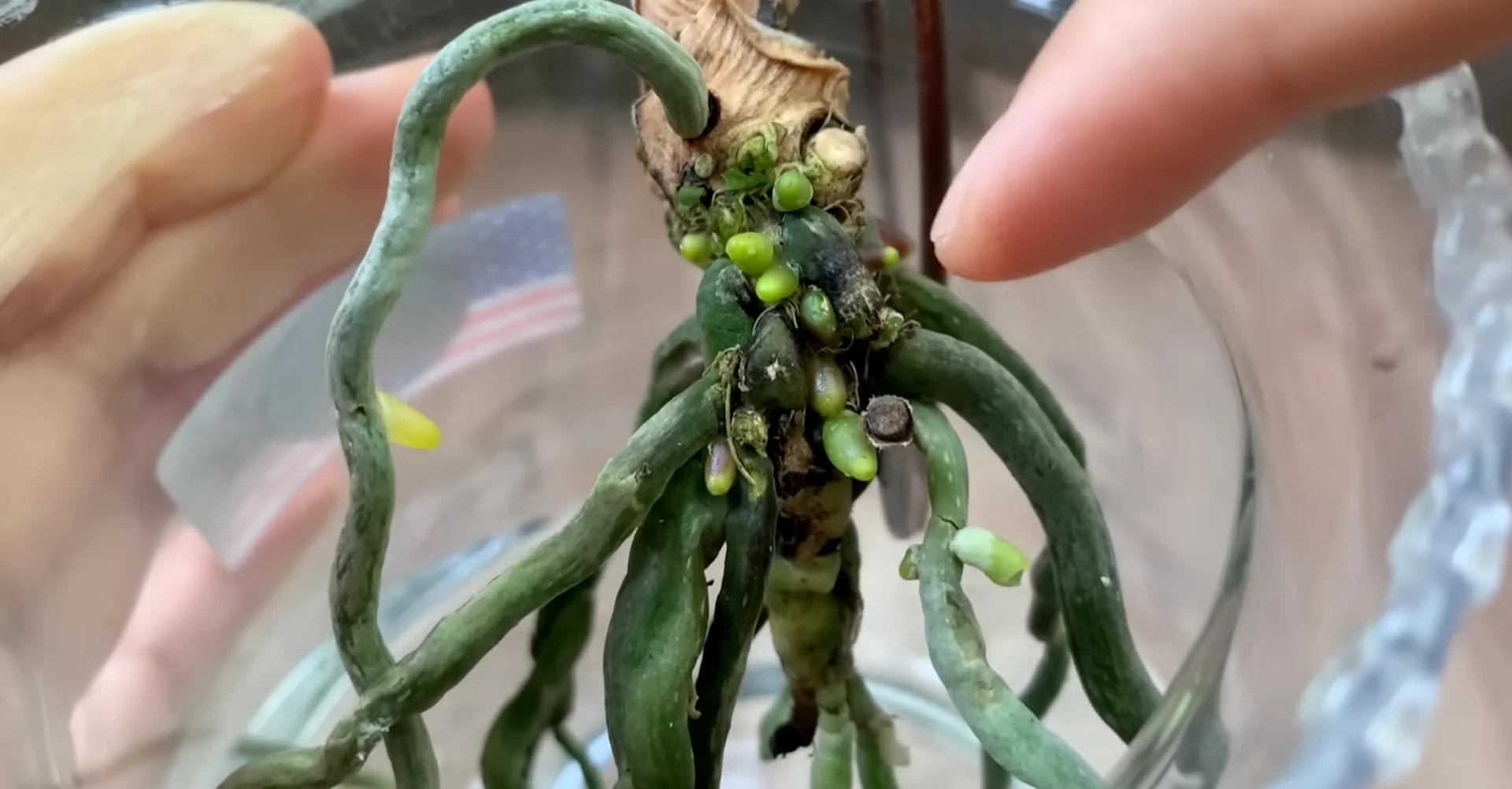 Why This Soil Alternative Boosts Orchid Roots and Blooms Fast? screenshot 12