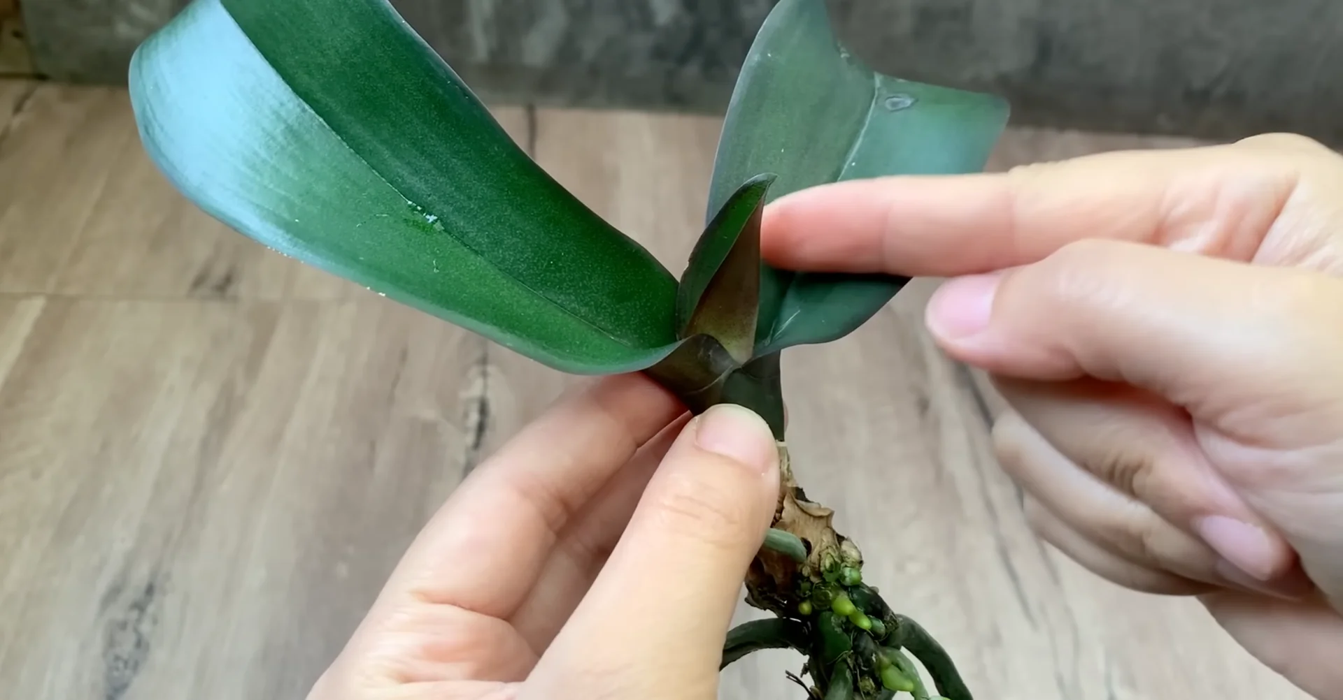 Why This Soil Alternative Boosts Orchid Roots and Blooms Fast? screenshot 13