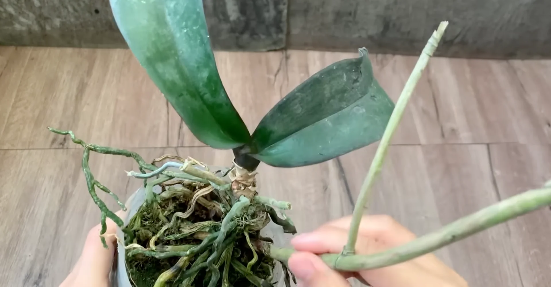 Why This Soil Alternative Boosts Orchid Roots and Blooms Fast? screenshot 2