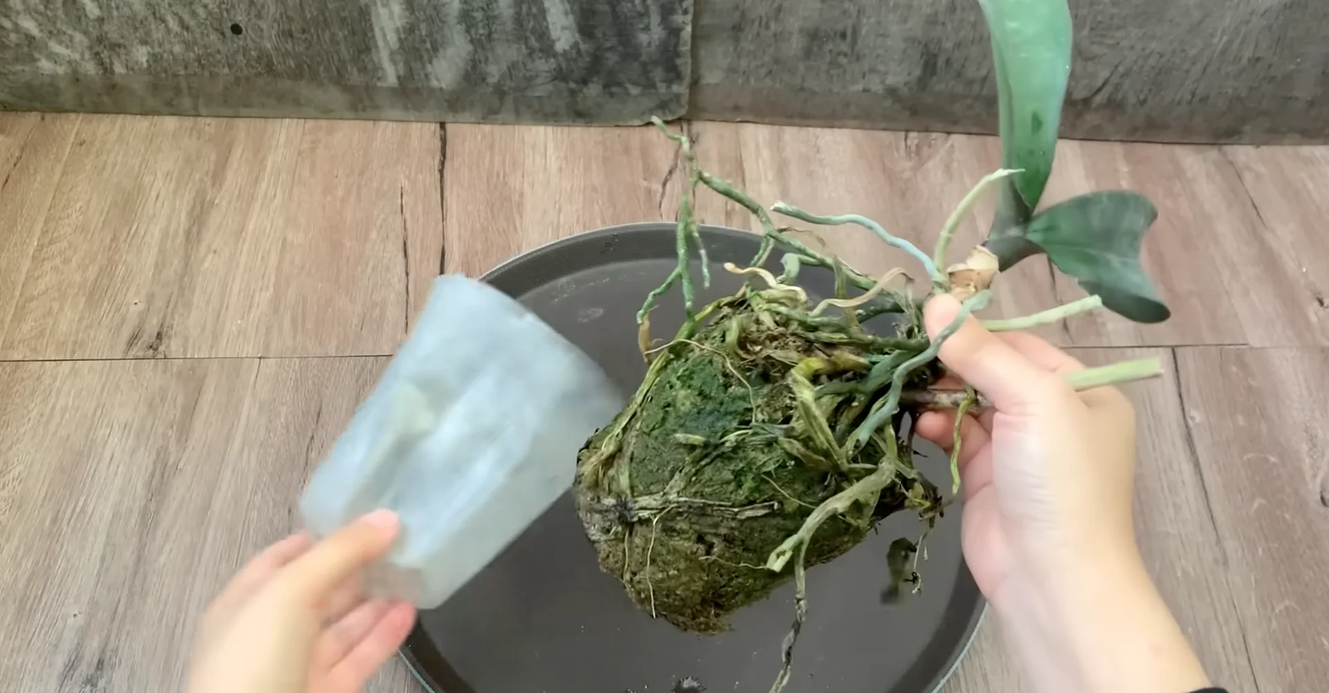 Why This Soil Alternative Boosts Orchid Roots and Blooms Fast? screenshot 3