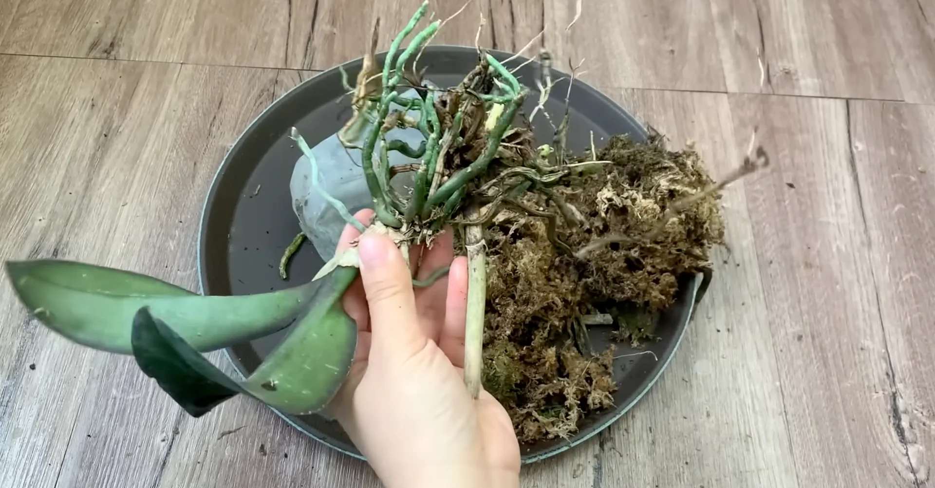 Why This Soil Alternative Boosts Orchid Roots and Blooms Fast? screenshot 4
