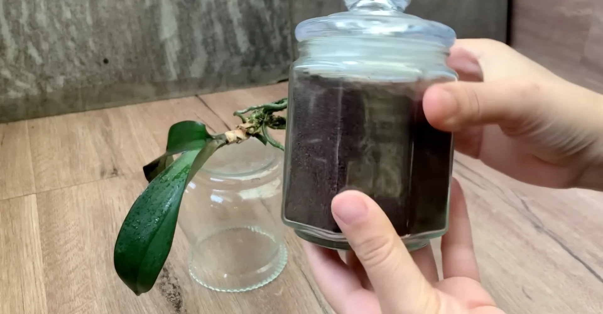 Why This Soil Alternative Boosts Orchid Roots and Blooms Fast? screenshot 5