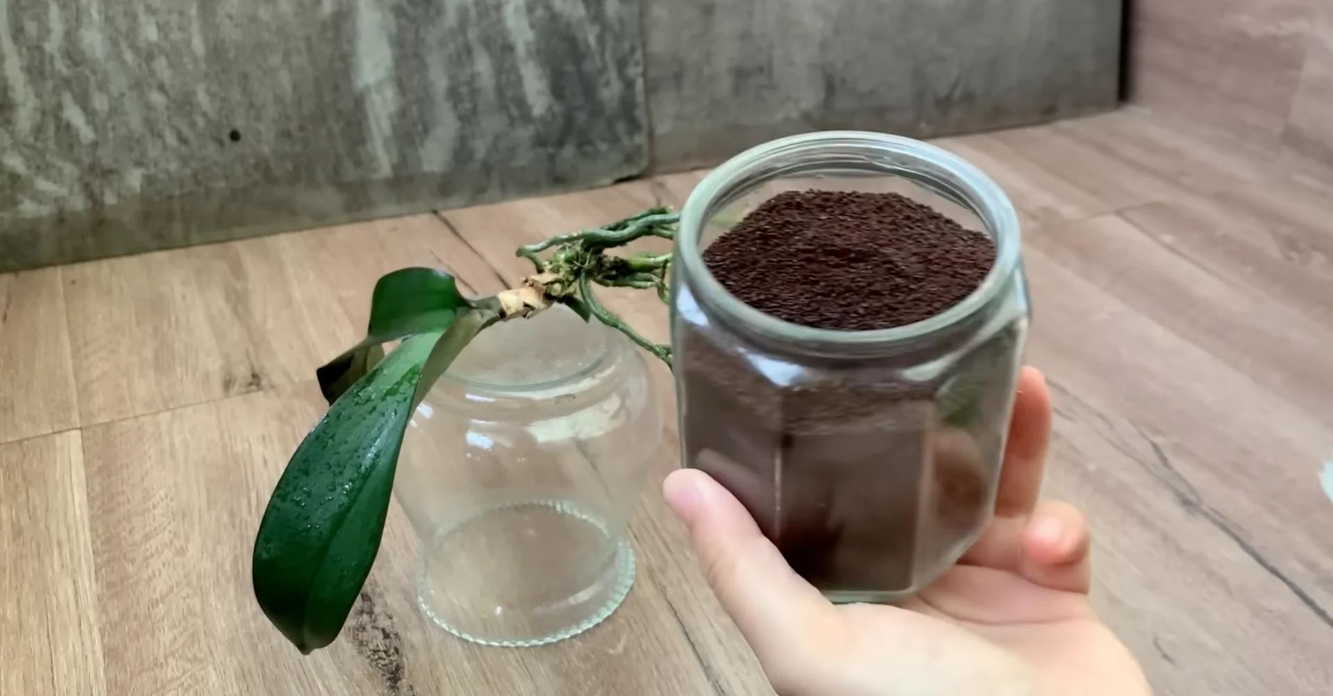 Why This Soil Alternative Boosts Orchid Roots and Blooms Fast? screenshot 6