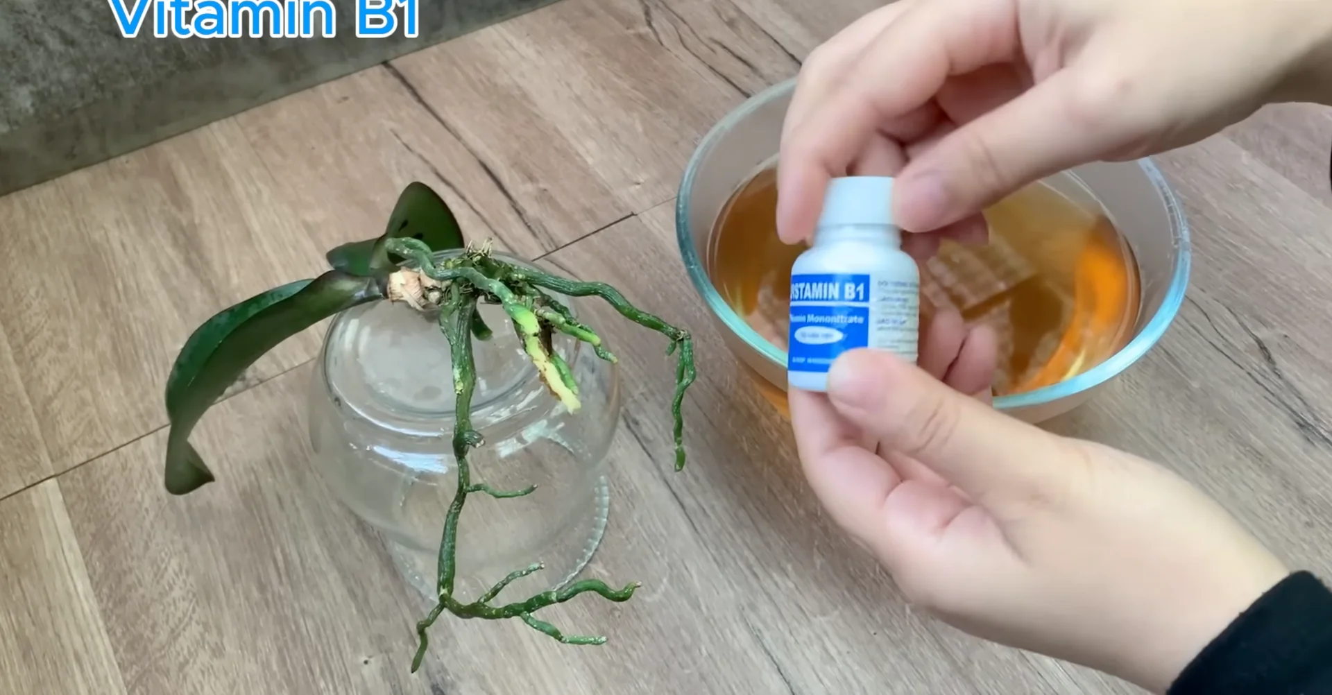 Why This Soil Alternative Boosts Orchid Roots and Blooms Fast? screenshot 7