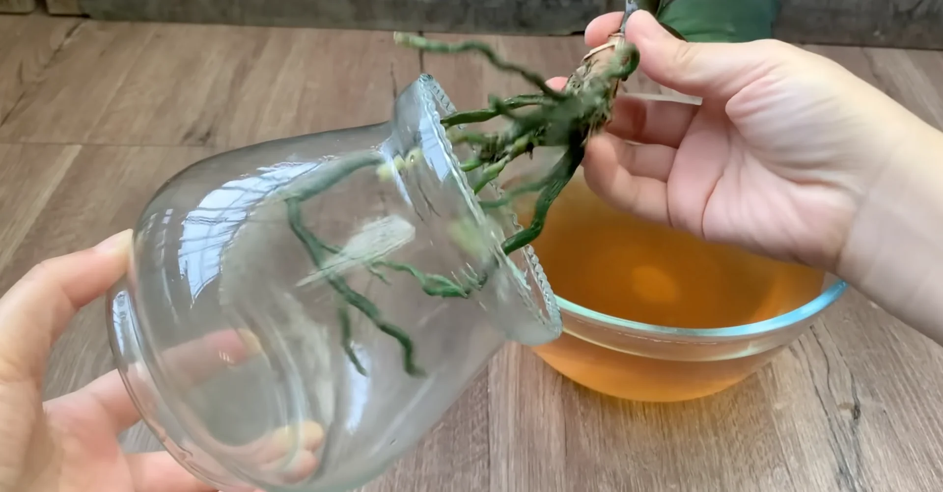 Why This Soil Alternative Boosts Orchid Roots and Blooms Fast? screenshot 8