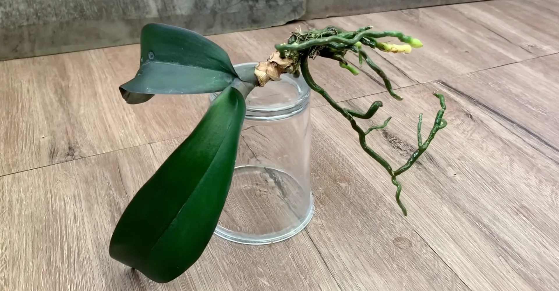 Why This Soil Alternative Boosts Orchid Roots and Blooms Fast? screenshot 9