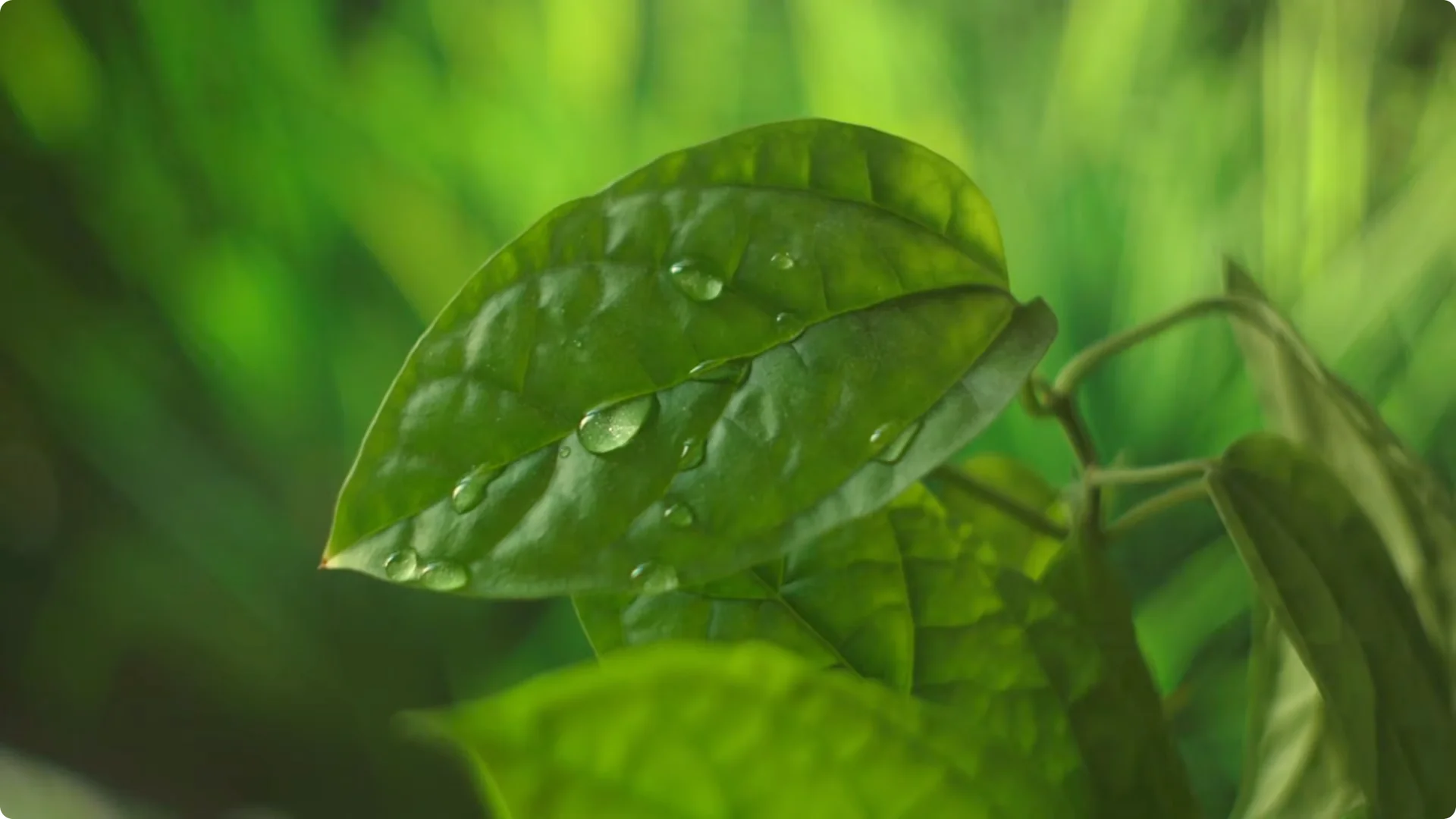 Why You Should Spray Your Hydrangeas with Hydrogen Peroxide Immediately screenshot 12