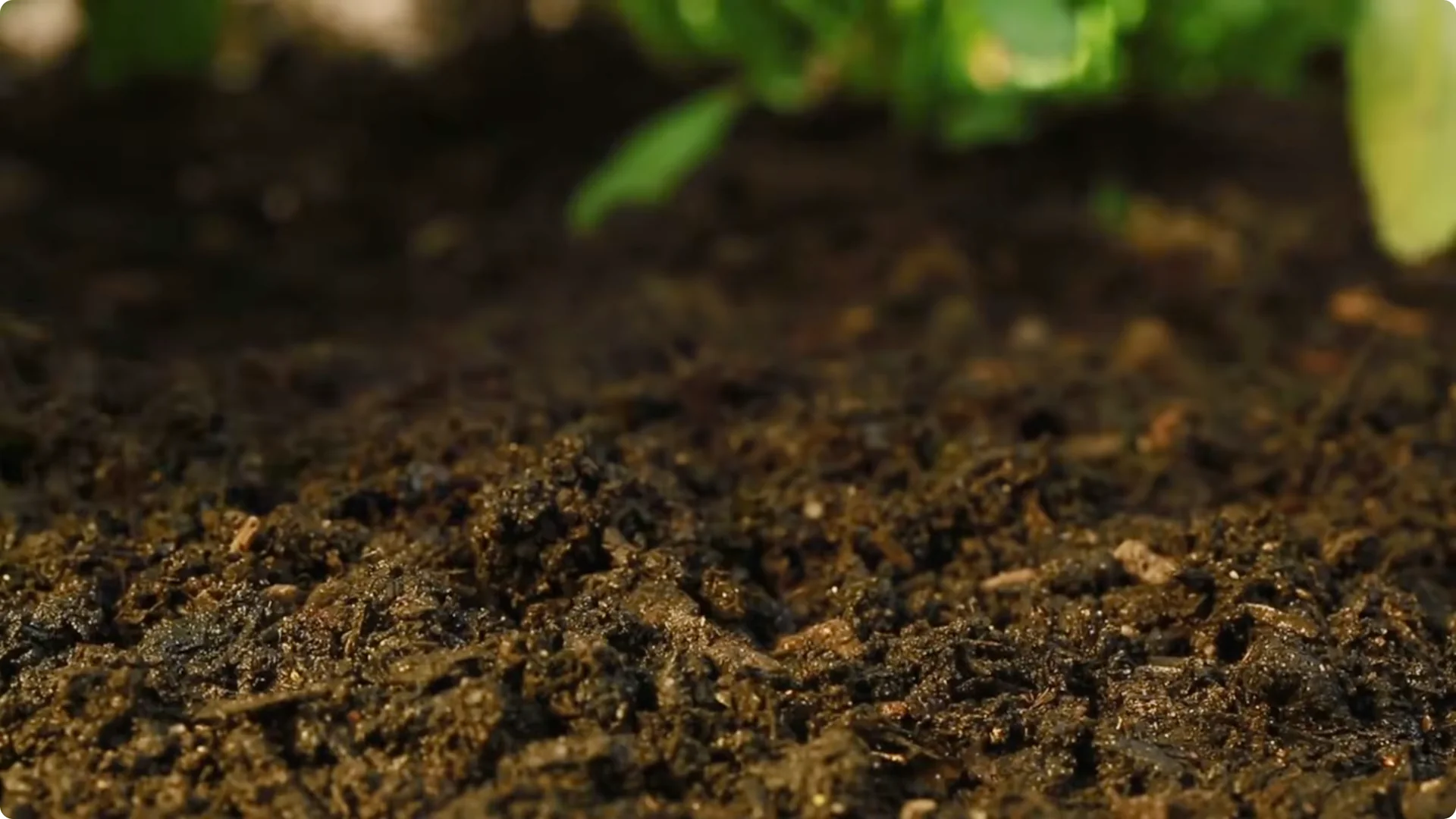 Why You Should Spray Your Hydrangeas with Hydrogen Peroxide Immediately screenshot 14