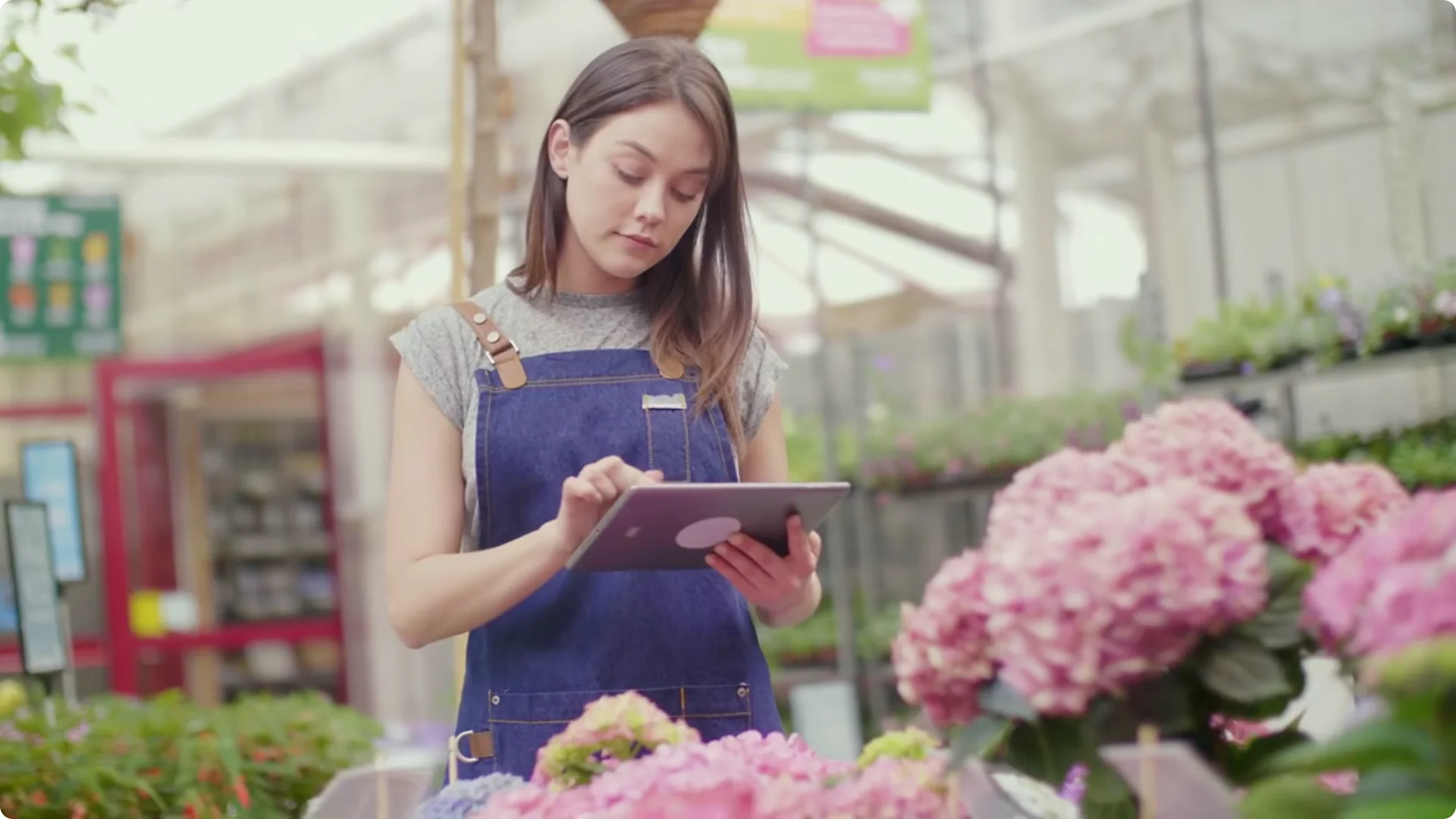 Why You Should Spray Your Hydrangeas with Hydrogen Peroxide Immediately screenshot 15
