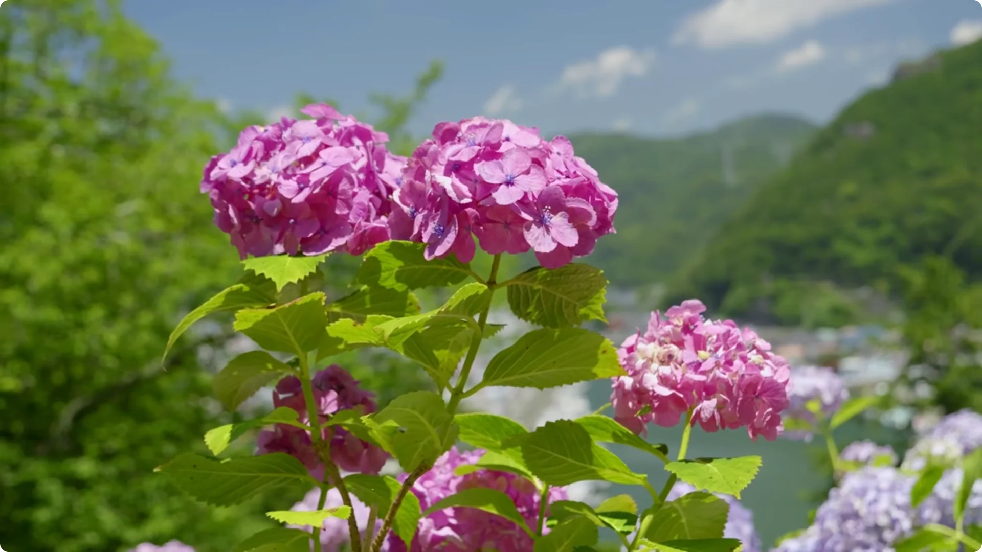 Why You Should Spray Your Hydrangeas with Hydrogen Peroxide Immediately screenshot 16