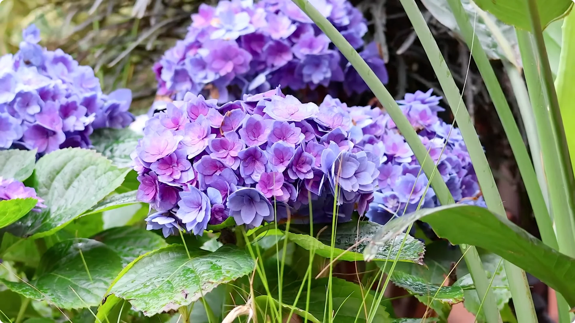 Why You Should Spray Your Hydrangeas with Hydrogen Peroxide Immediately screenshot 18