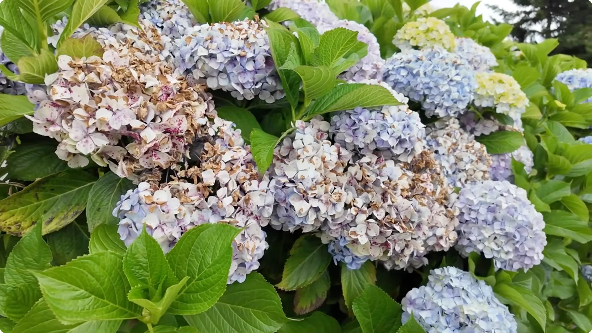 Why You Should Spray Your Hydrangeas with Hydrogen Peroxide Immediately screenshot 19