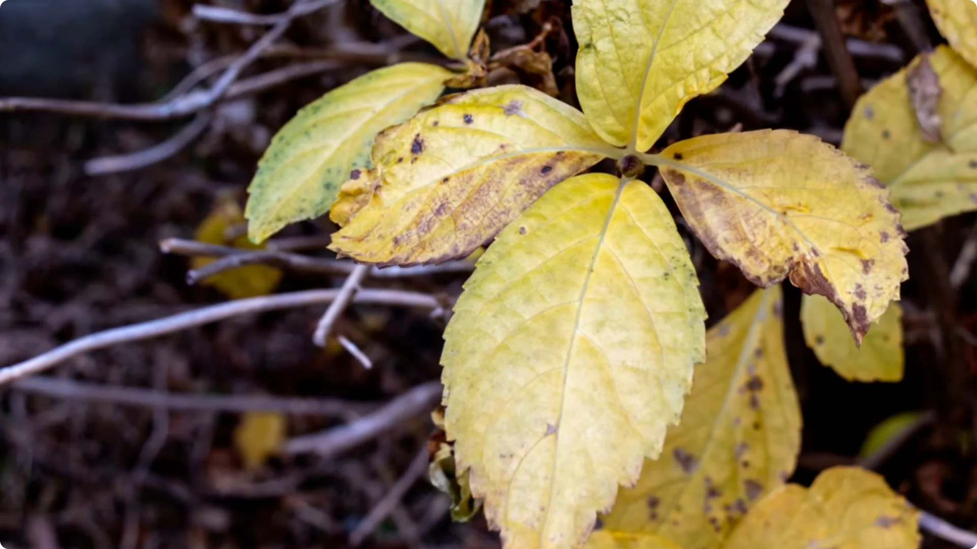 Why You Should Spray Your Hydrangeas with Hydrogen Peroxide Immediately screenshot 21