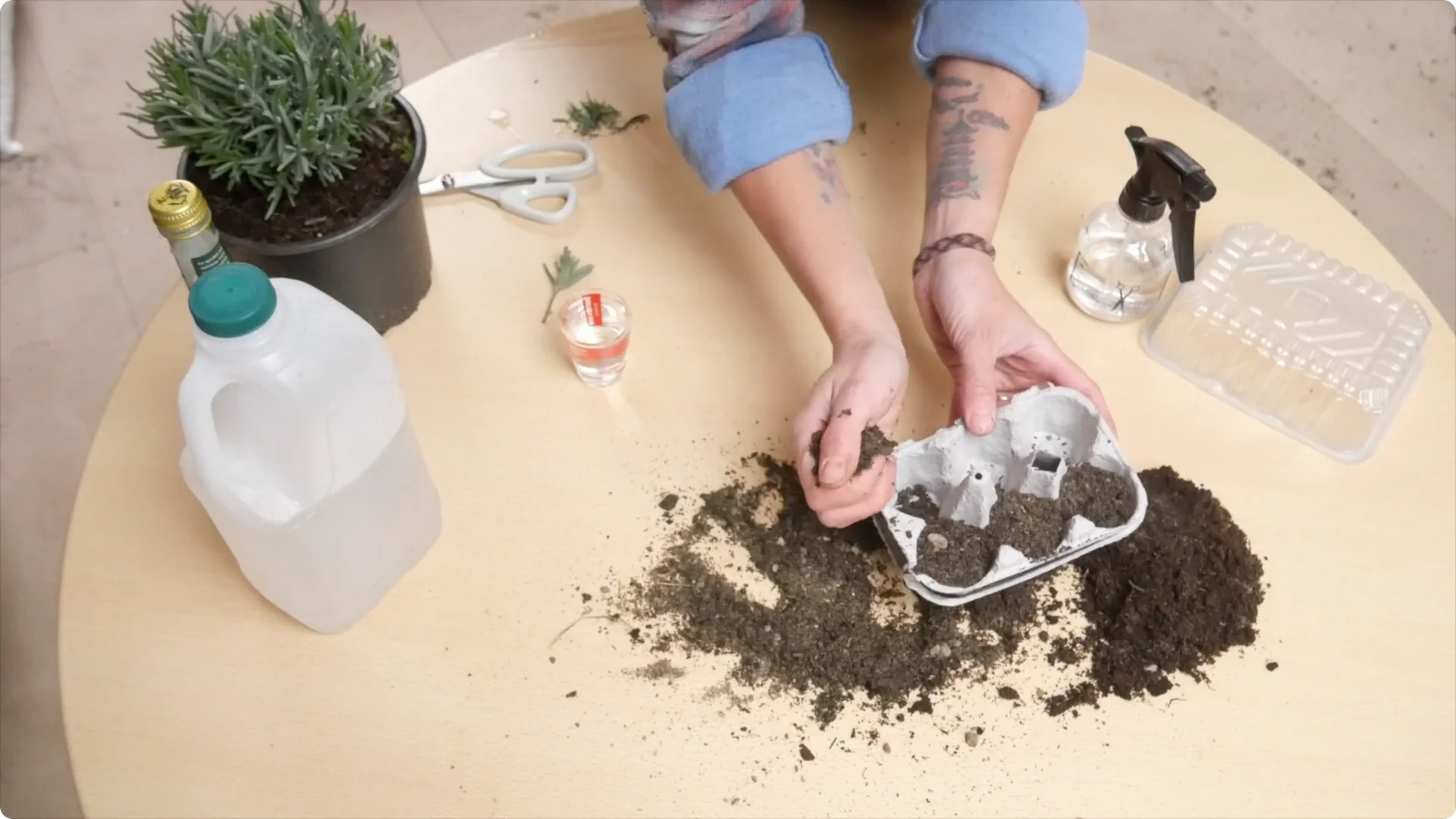 Lavender Cuttings: Tips for Successful Growth screenshot 15