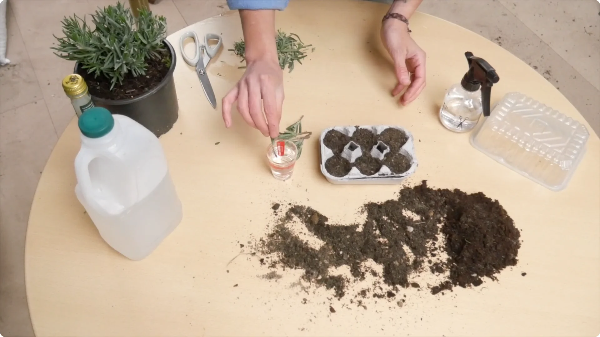 Lavender Cuttings: Tips for Successful Growth screenshot 16