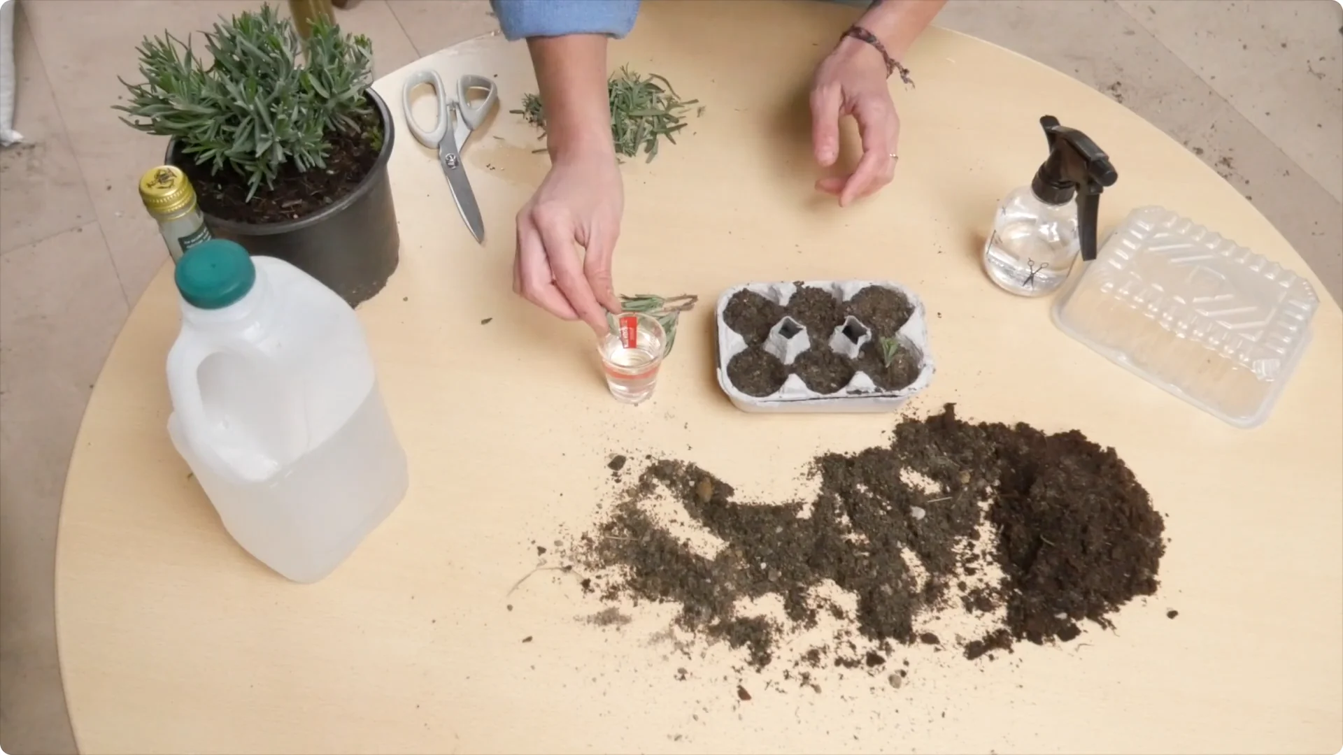 Lavender Cuttings: Tips for Successful Growth screenshot 18