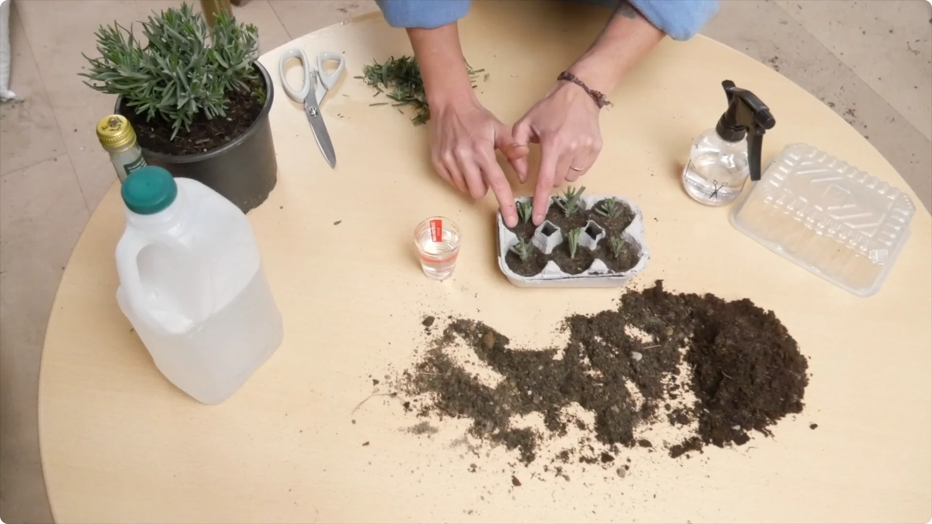 Lavender Cuttings: Tips for Successful Growth screenshot 20