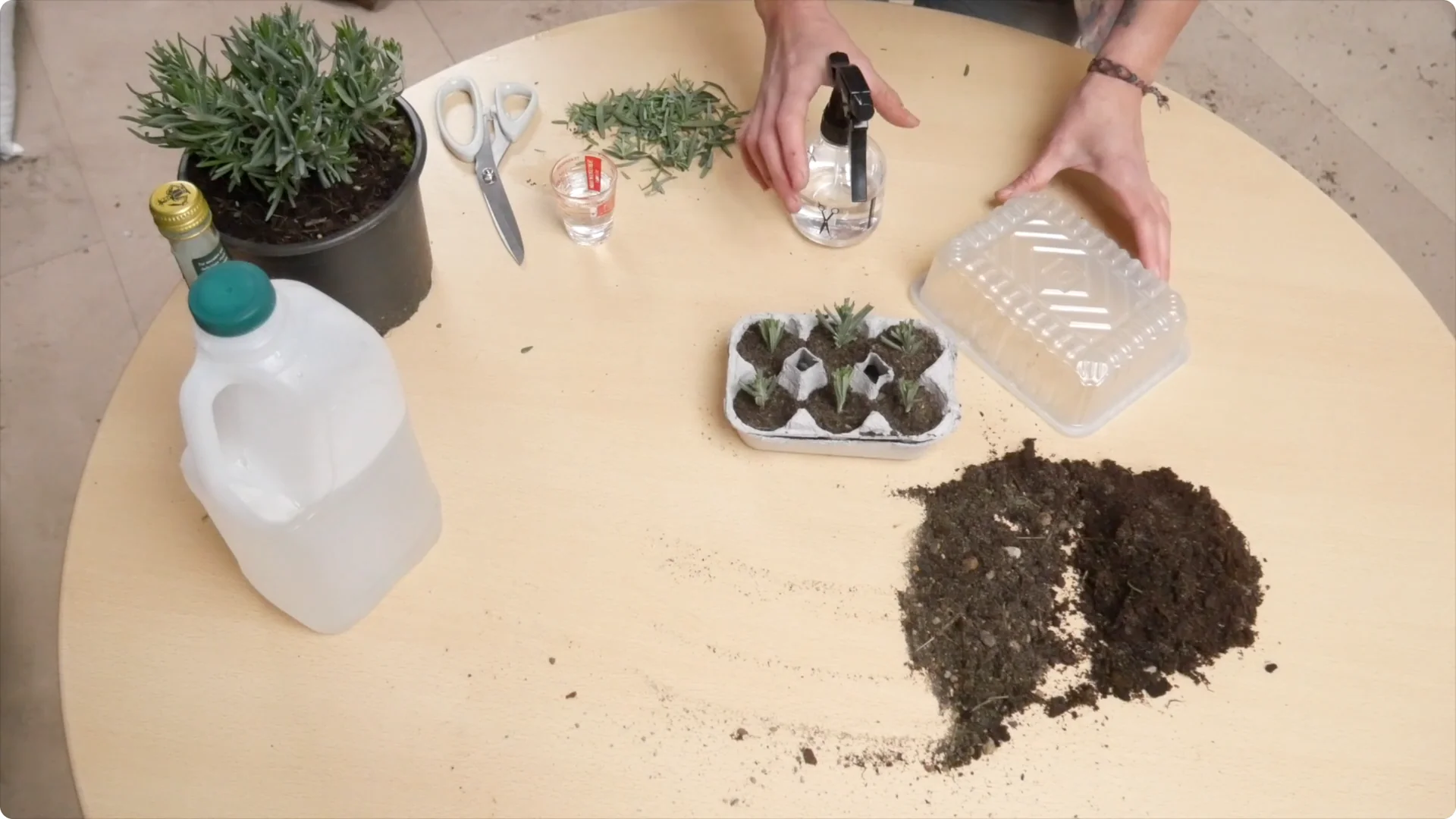 Lavender Cuttings: Tips for Successful Growth screenshot 21