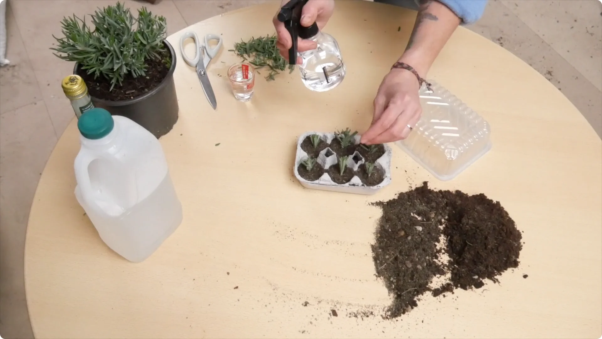 Lavender Cuttings: Tips for Successful Growth screenshot 22