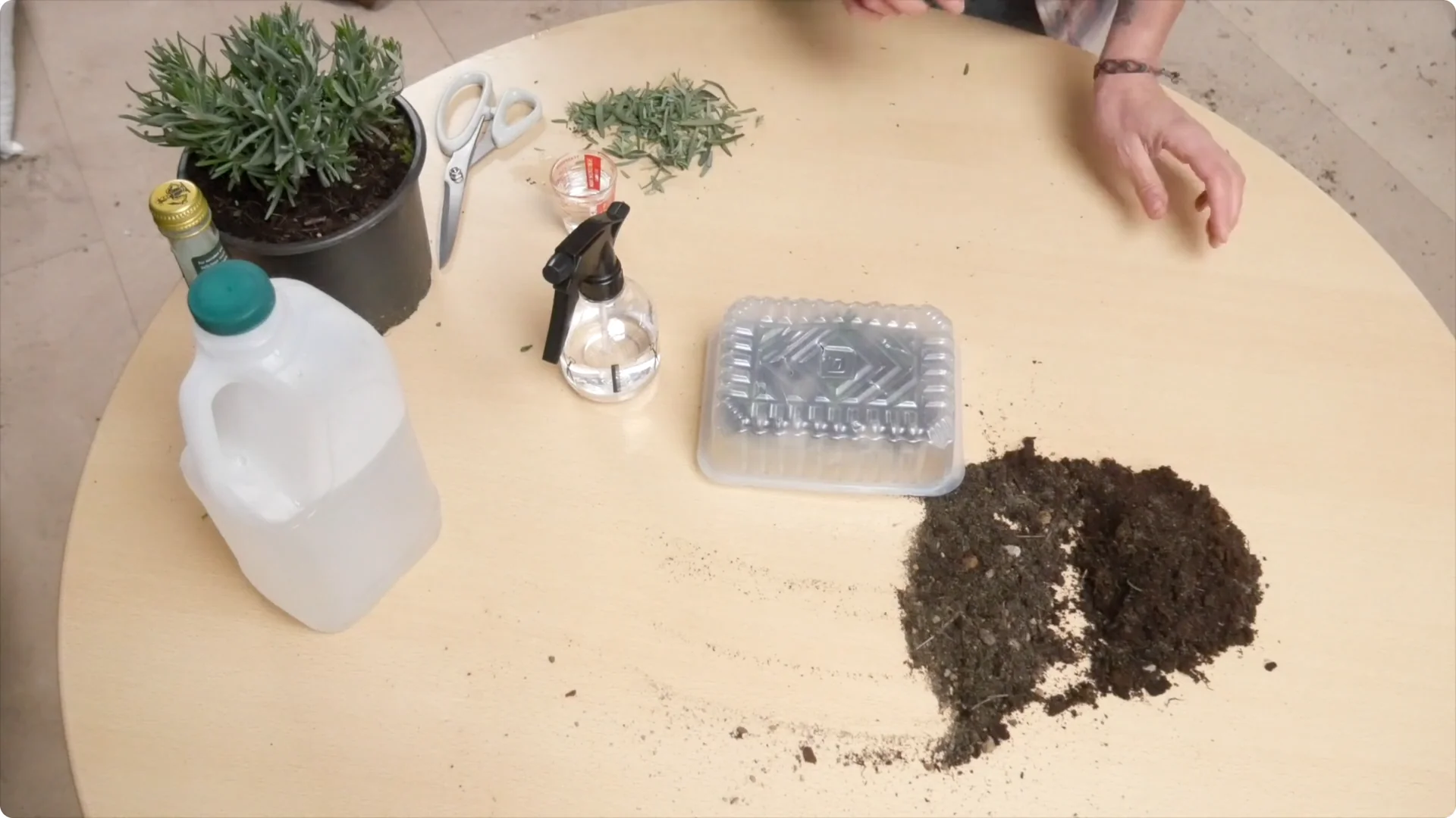 Lavender Cuttings: Tips for Successful Growth screenshot 26