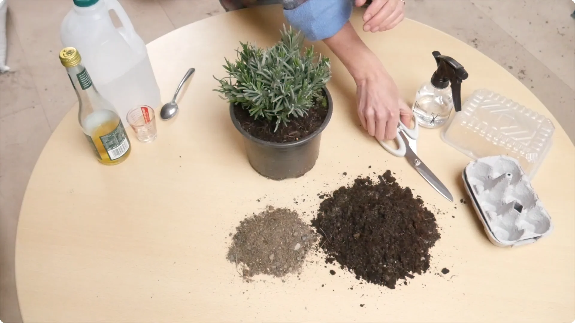 Lavender Cuttings: Tips for Successful Growth screenshot 5