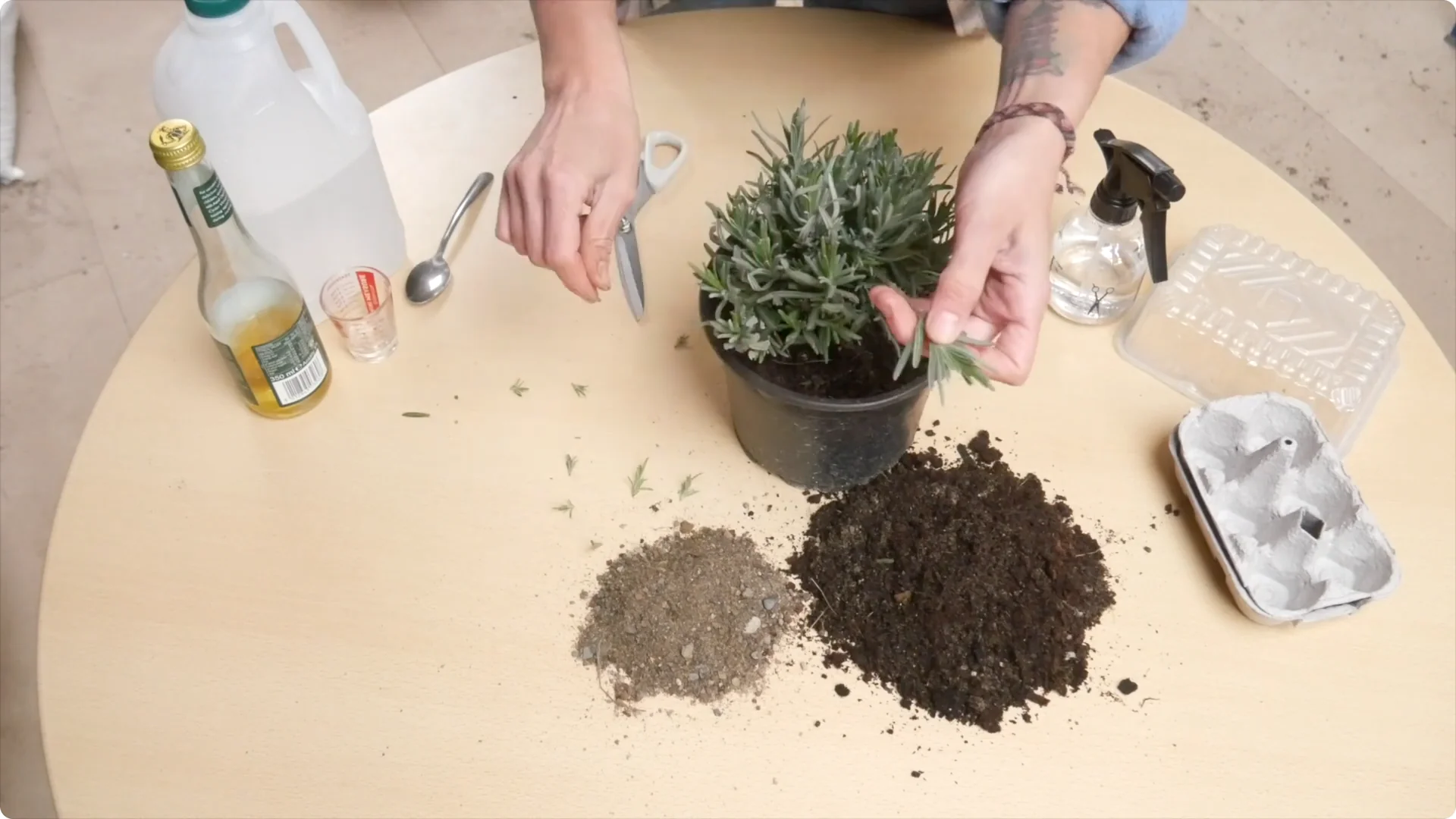 Lavender Cuttings: Tips for Successful Growth screenshot 9