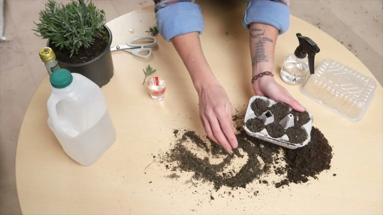 Lavender Cuttings: Tips for Successful Growth - Featured Image